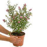 Symphoricarpos x doorenbosii Magical Winterberry 3L at Cedar Nursery Surrey