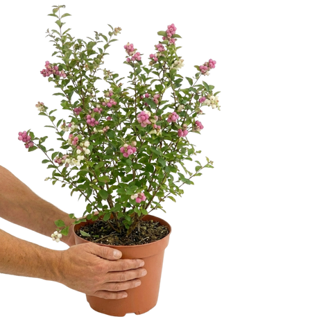 Symphoricarpos x doorenbosii Magical Winterberry 3L at Cedar Nursery Surrey