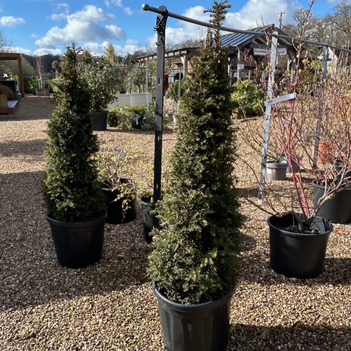 Buy Taxus baccata (Yew) from Cedar Nursery, Surrey