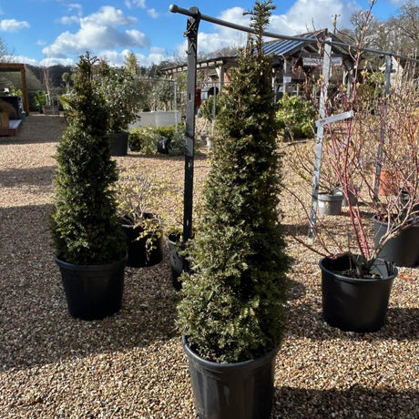 Buy Taxus baccata (Yew) from Cedar Nursery, Surrey