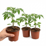 Tomato Consuelo from Cedar Nursery, Cobham