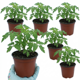 Tomato Losetto from Cedar Nursery, Cobham
