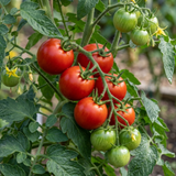 Tomato Alicante from Cedar Nursery, Cobham