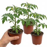 Tomato Alicante from Cedar Nursery, Cobham