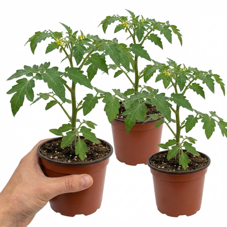 Tomato Alicante from Cedar Nursery, Cobham