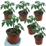 Tomato Alicante from Cedar Nursery, Cobham