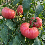 Tomato Brandy Boy from Cedar Nursery, Cobham