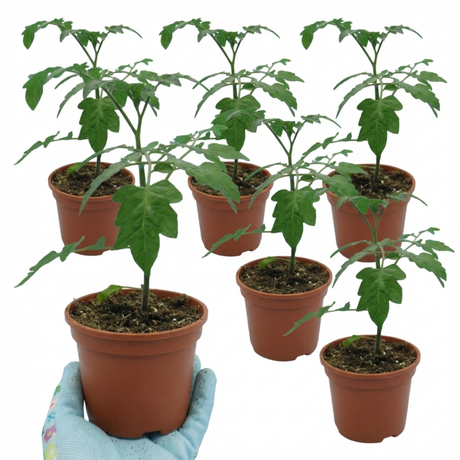 Tomato Buffalosun from Cedar Nursery, Cobham