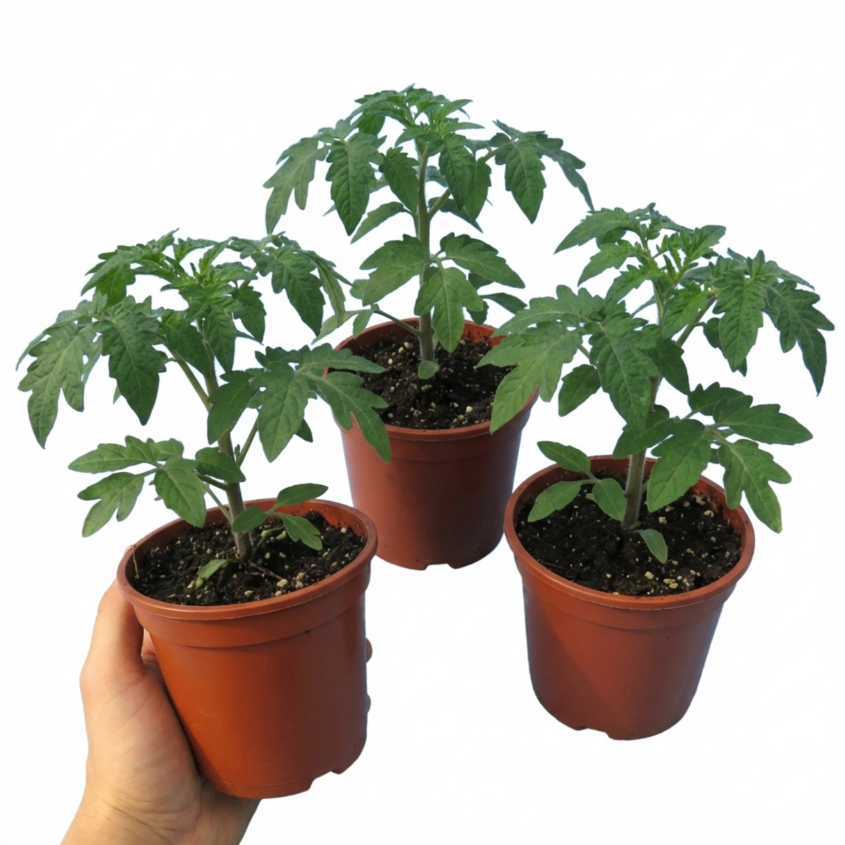 Tomato Bush Steak (Megabyte) from Cedar Nursery, Cobham