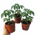 Tomato Bush Steak (Megabyte) from Cedar Nursery, Cobham