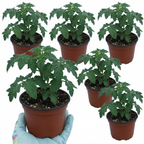 Tomato Bush Steak (Megabyte) from Cedar Nursery, Cobham