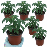 Tomato Bush Steak (Megabyte) from Cedar Nursery, Cobham