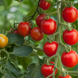 Tomato Consuelo from Cedar Nursery, Cobham