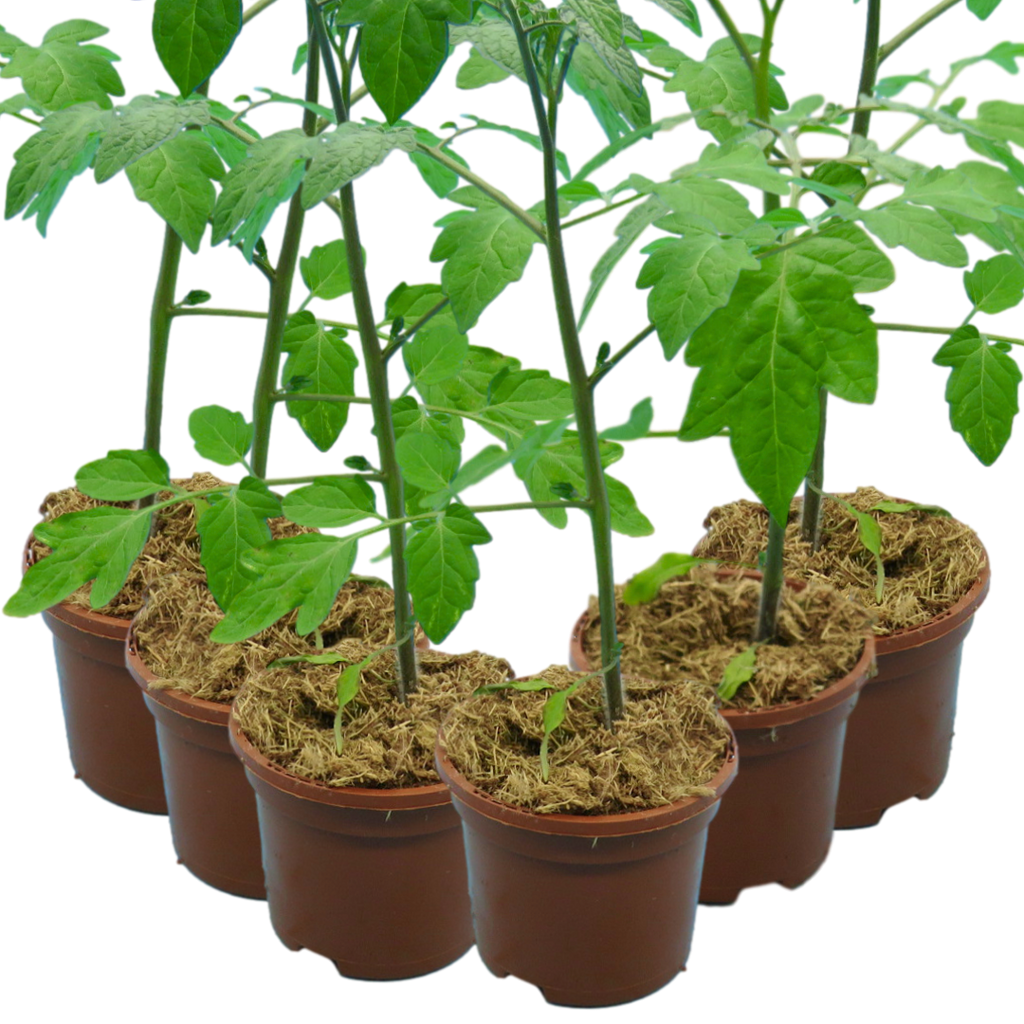 Tomato Consuelo from Cedar Nursery, Cobham