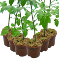 Tomato Consuelo from Cedar Nursery, Cobham