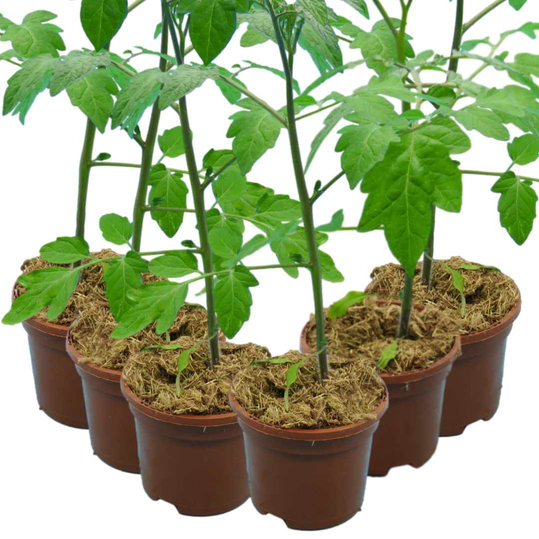 Tomato Consuelo from Cedar Nursery, Cobham