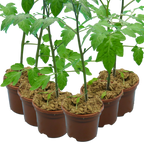 Tomato Consuelo from Cedar Nursery, Cobham