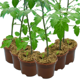Tomato Consuelo from Cedar Nursery, Cobham