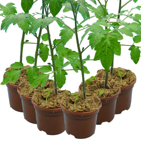 Tomato Consuelo from Cedar Nursery, Cobham