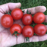 Tomato Consuelo from Cedar Nursery, Cobham