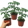 Tomato Crokini from Cedar Nursery, Cobham