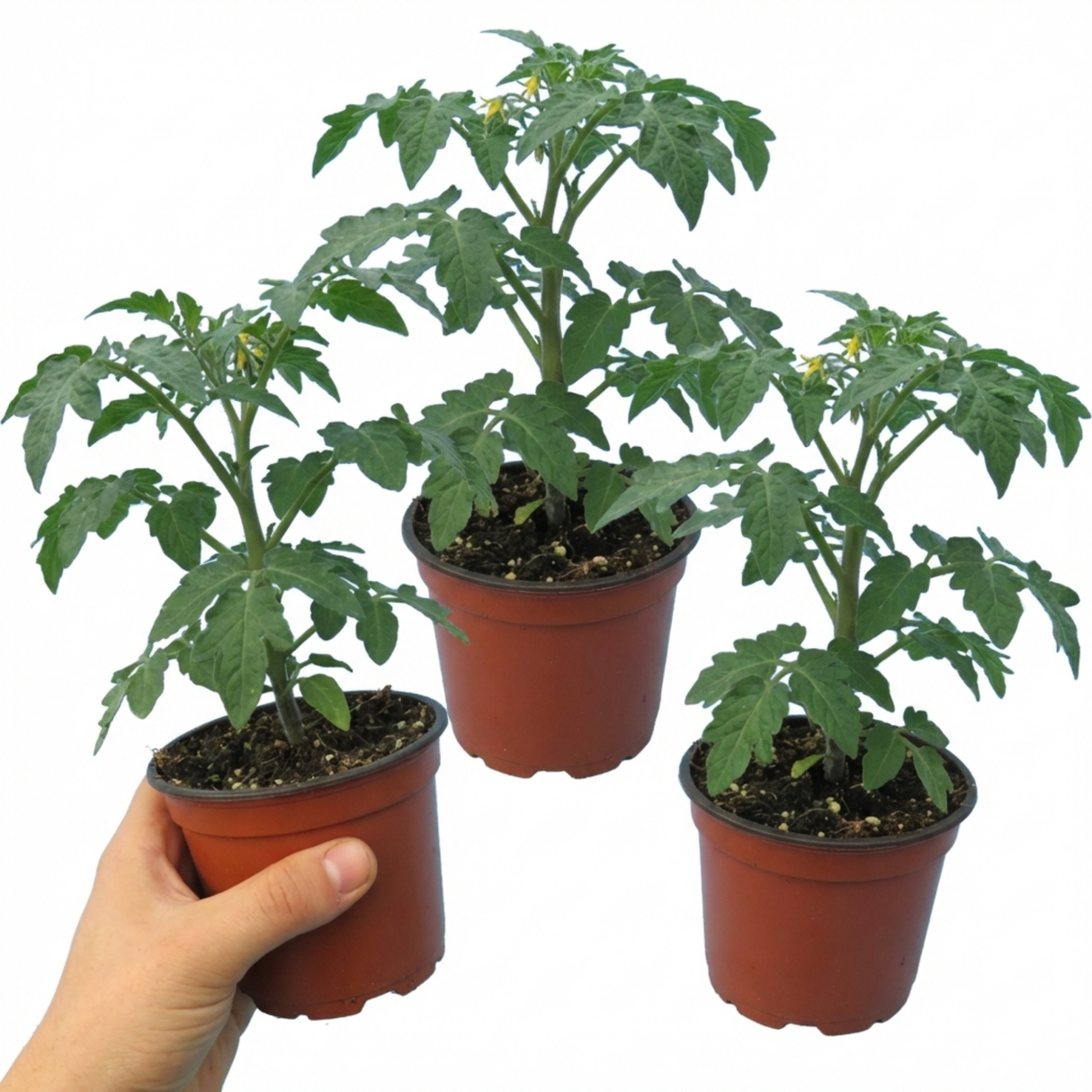 Tomato Crokini from Cedar Nursery, Cobham