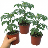 Tomato Crokini from Cedar Nursery, Cobham