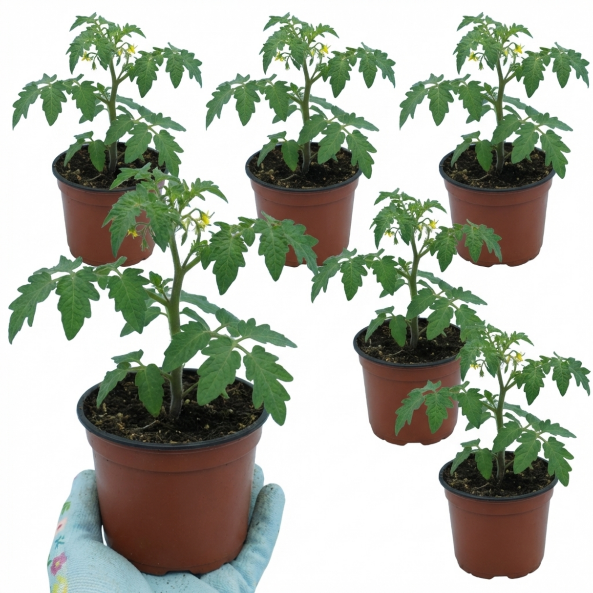 Tomato Crokini from Cedar Nursery, Cobham