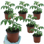 Tomato Crokini from Cedar Nursery, Cobham