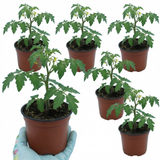 Tomato Crokini from Cedar Nursery, Cobham