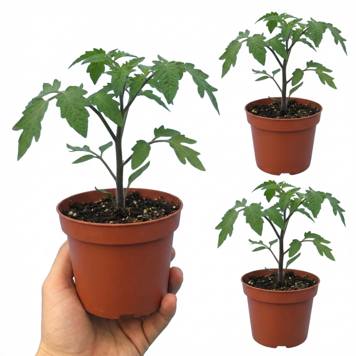 Tomato Gardeners Delight from Cedar Nursery, Cobham