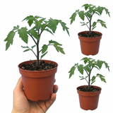 Tomato Gardeners Delight from Cedar Nursery, Cobham