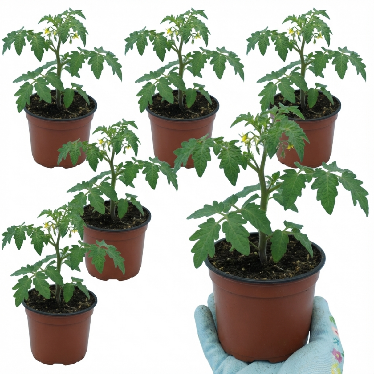 Tomato Gardeners Delight from Cedar Nursery, Cobham