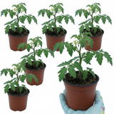 Tomato Gardeners Delight from Cedar Nursery, Cobham