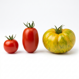 Tomato Growers Selection from Cedar Nursery, Cobham