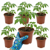 Growers Selection Cherry Tomato Patio Plants from Cedar Nursery, Cobham