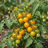Tomato Honeycomb from Cedar Nursery, Cobham