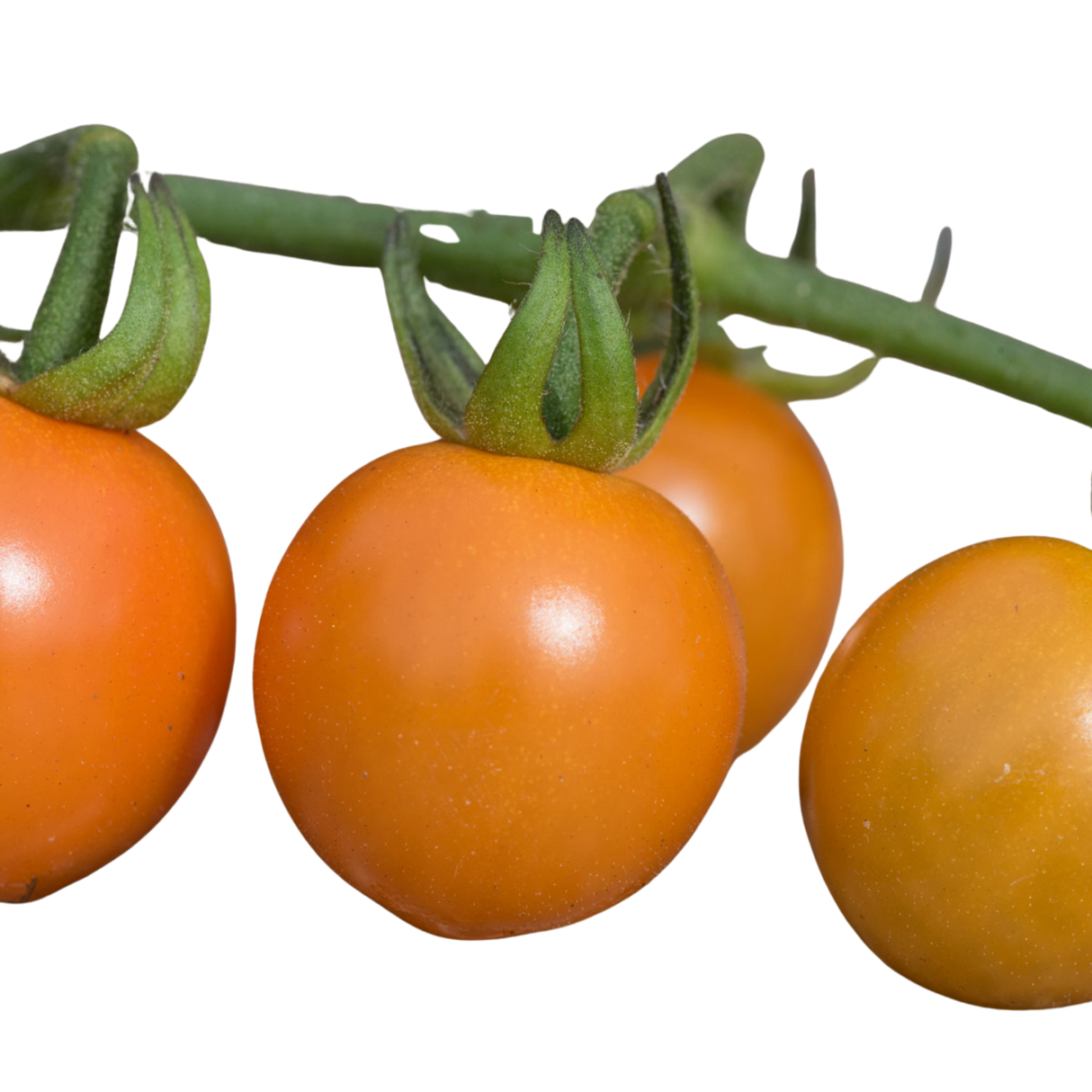 Tomato Honeycomb from Cedar Nursery, Cobham