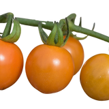 Tomato Honeycomb from Cedar Nursery, Cobham