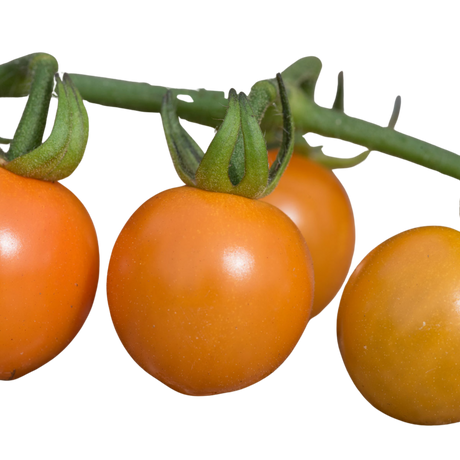 Tomato Honeycomb from Cedar Nursery, Cobham
