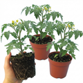 Tomato Honeycomb from Cedar Nursery, Cobham