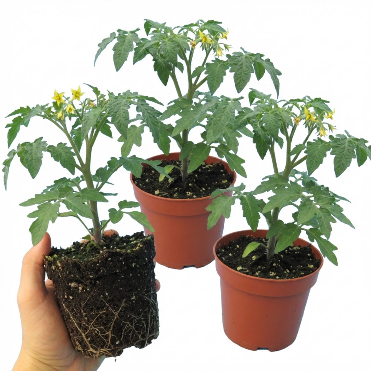 Tomato Honeycomb from Cedar Nursery, Cobham
