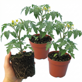 Tomato Honeycomb from Cedar Nursery, Cobham