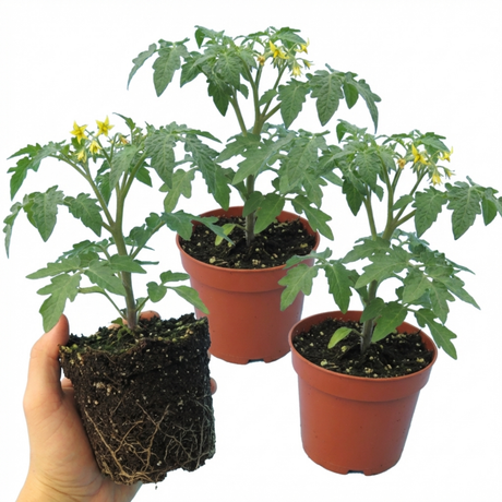 Tomato Honeycomb from Cedar Nursery, Cobham