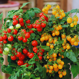 Patio Tomato Jo & Grace from Cedar Nursery, Cobham