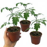 Tomato Lizzano from Cedar Nursery, Cobham
