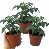 Tomato Losetto from Cedar Nursery, Cobham