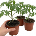 Tomato Nagina from Cedar Nursery, Cobham