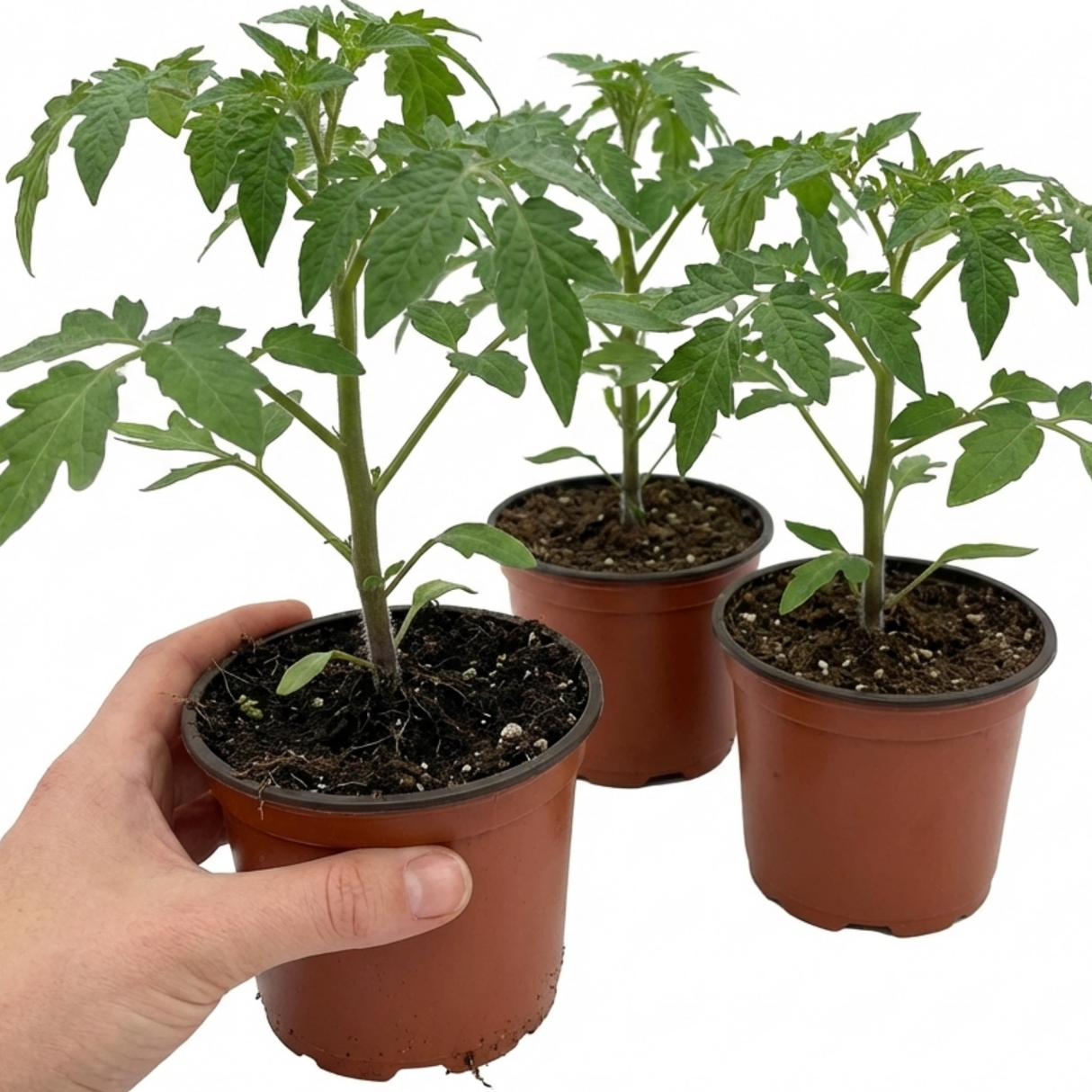 Tomato Nagina from Cedar Nursery, Cobham