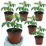 Tomato Nagina from Cedar Nursery, Cobham